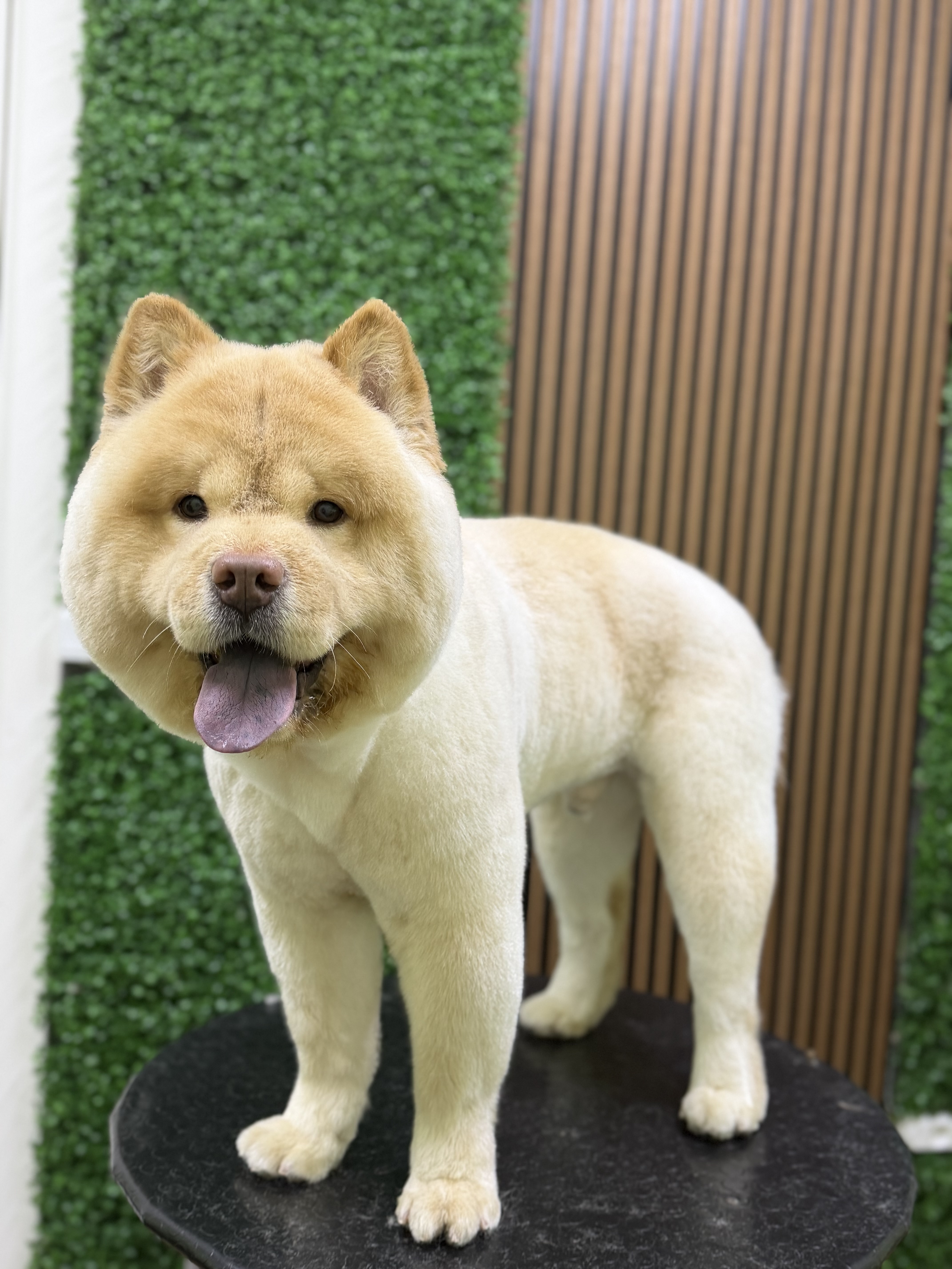 CHOW CHOW MAKAS TRAŞI