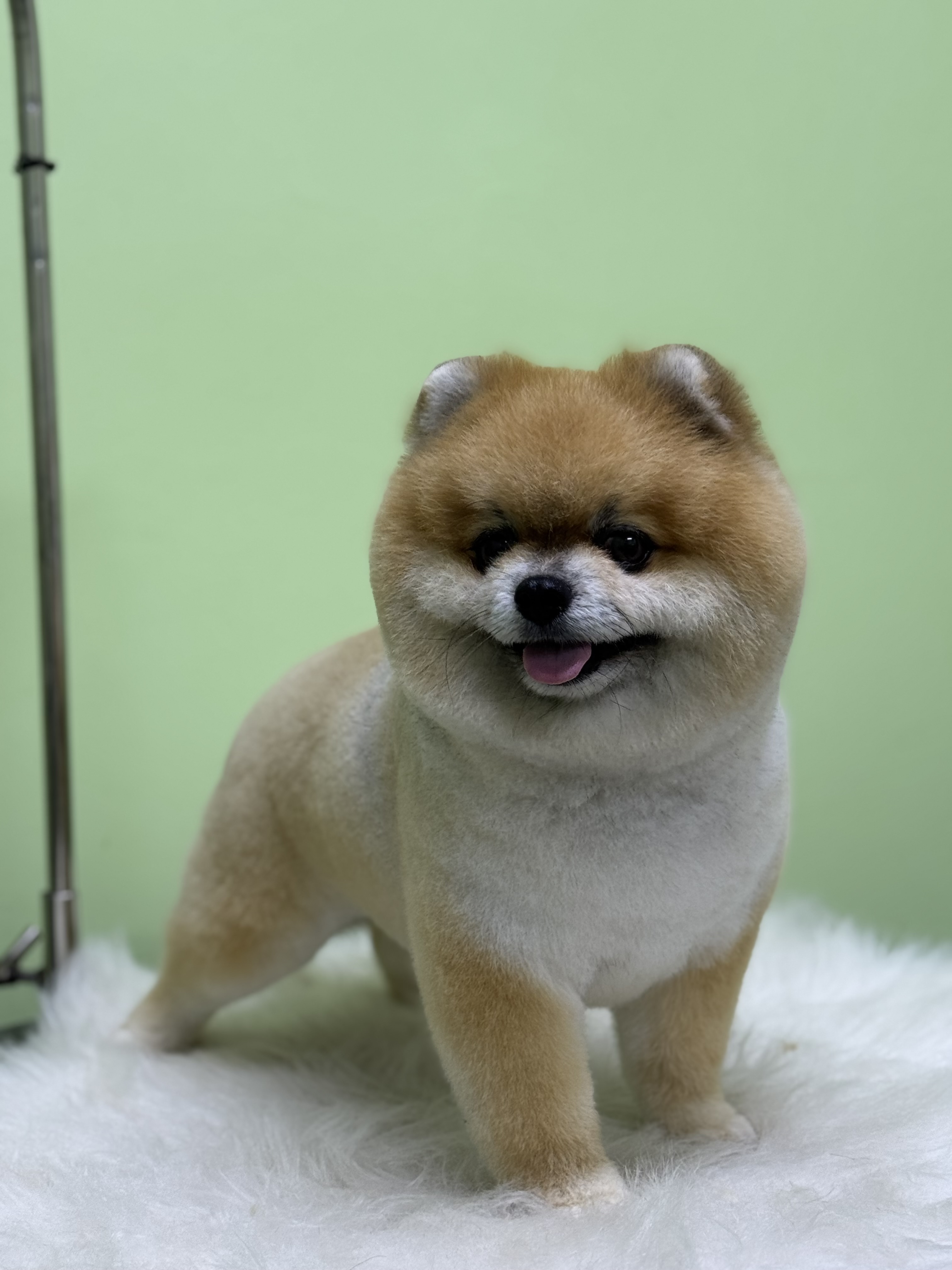 POMERIAN BOO TRAŞI