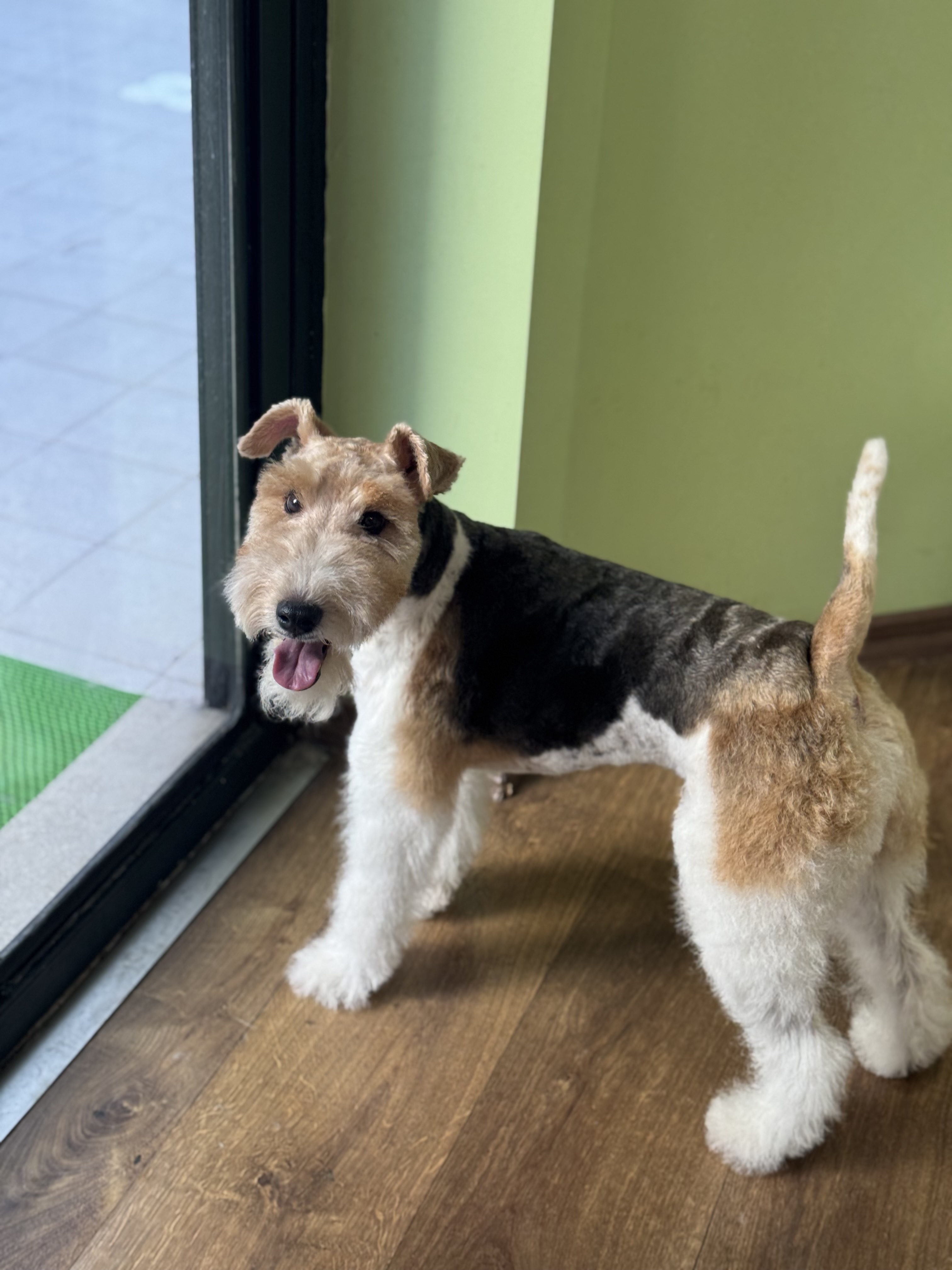 FOX TERRIER MAKAS TRAŞI