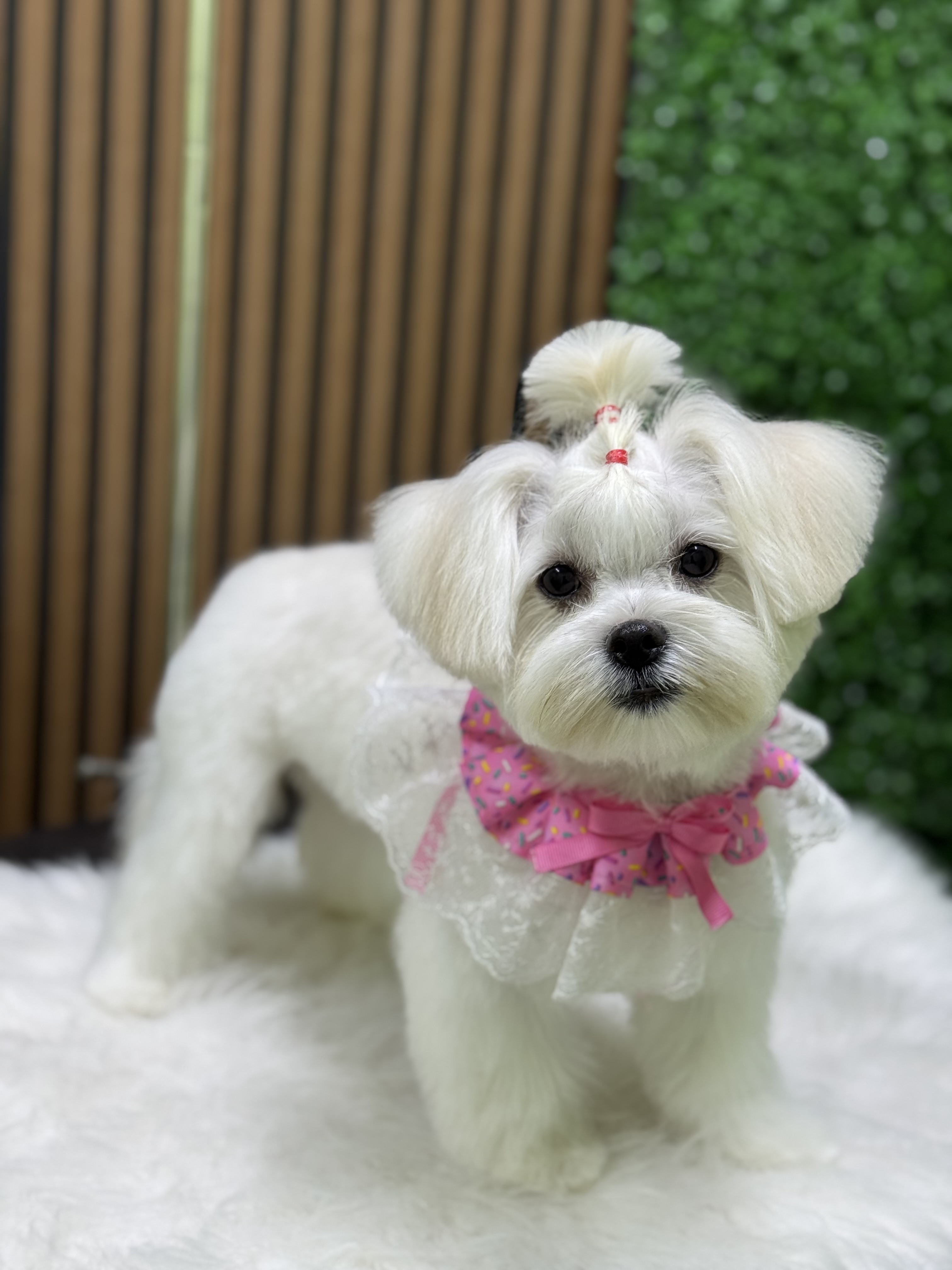 MALTESE MAKAS TRAŞI